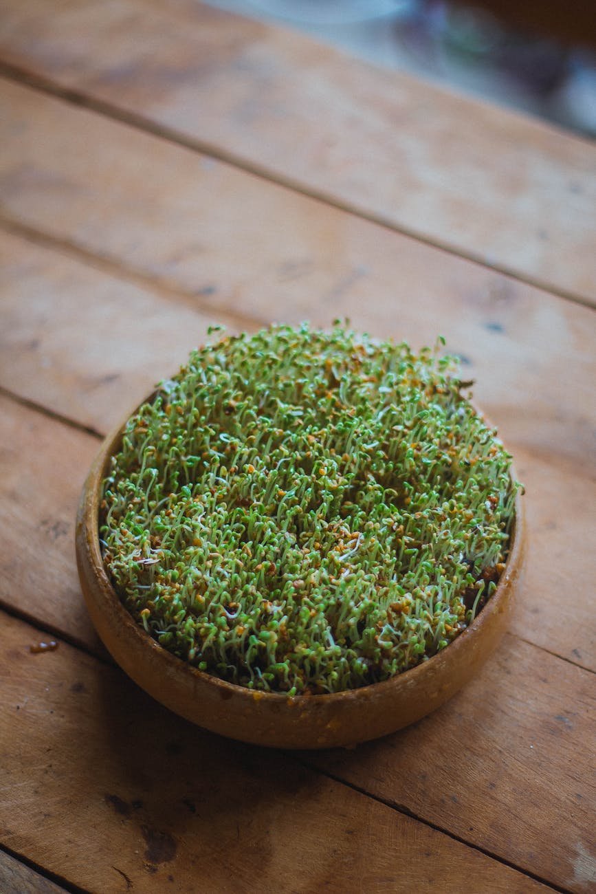 watercress growing in iron bowl
