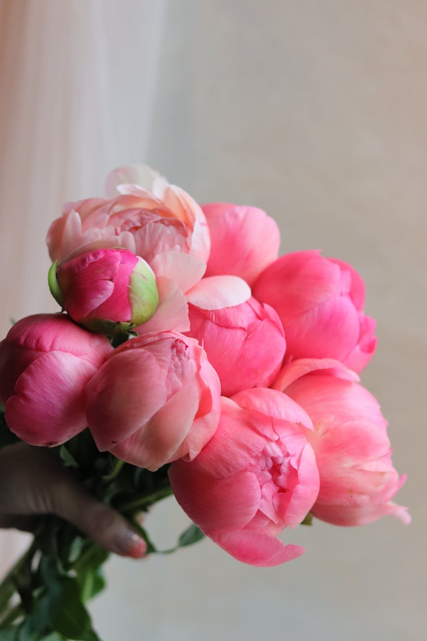 vibrant bouquet of pink peonies in soft light